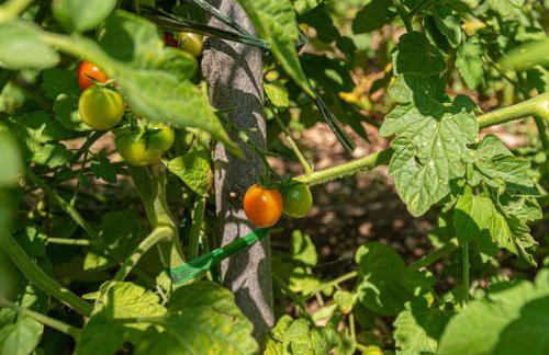 Villa Vuki - Photo 41