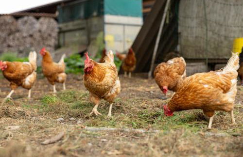 Ferienwohnung in ländlicher Lage - Foto 23