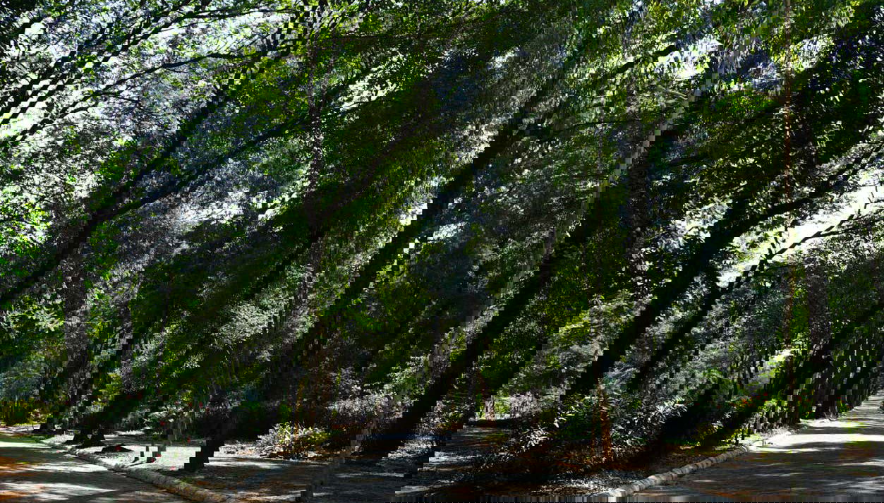 Sentier dans le Jardin Botánique d'Asunción