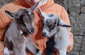 Agriturismo Podere Tegline - Foto 17