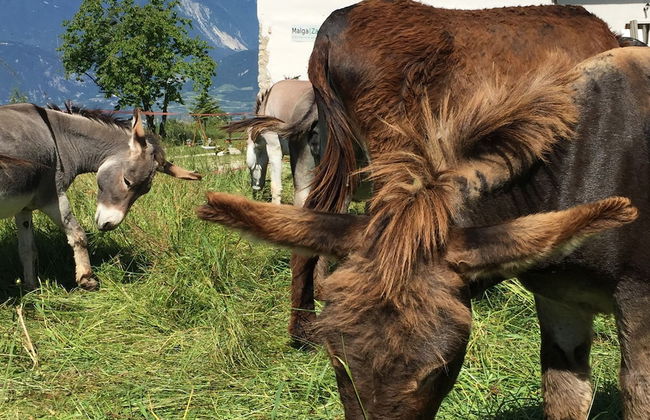 Malga Zanga - Photo 20