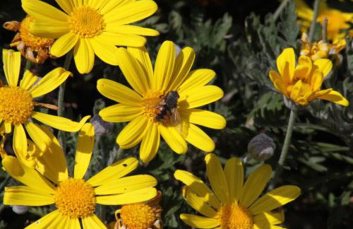 Antico Feudo San Giorgio - Foto 13