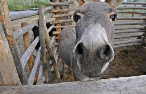 Agriturismo L'Accolta - Foto 12