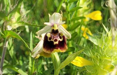 Casa Acqua Dolce - House with 4 Bedrooms and Own Spa - Foto 55