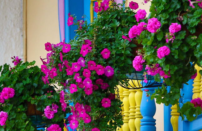 Excursion à Filandia, Salento et dans la vallée de Cocora - Photo 1