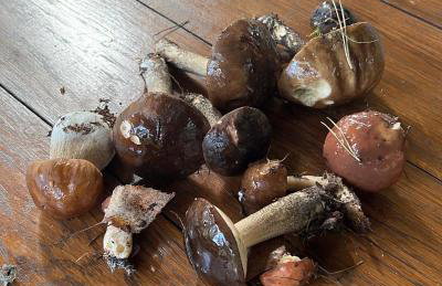 Kurort Mirowice-domek w lesie, z balią z jacuzzi i hydromasażem - Foto 57