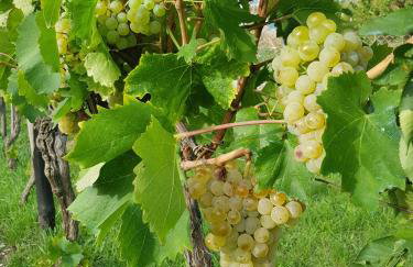 Villa Ivana - Photo 58