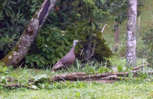 Nantahala Spiritual Retreat - Remote and Peaceful! - Foto 20