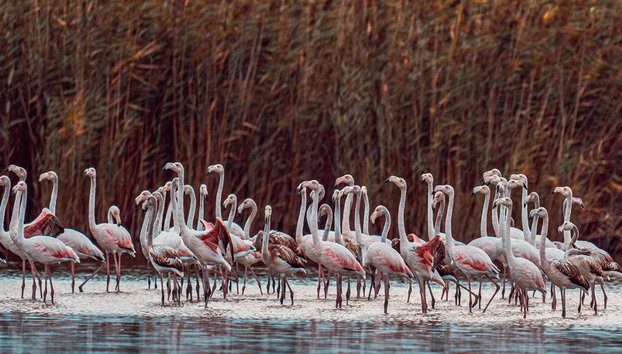 Shirvan National Park: Gazelle Safari and Birdwatching - Full-Day Tour with Optional Village Lunch - Foto 4