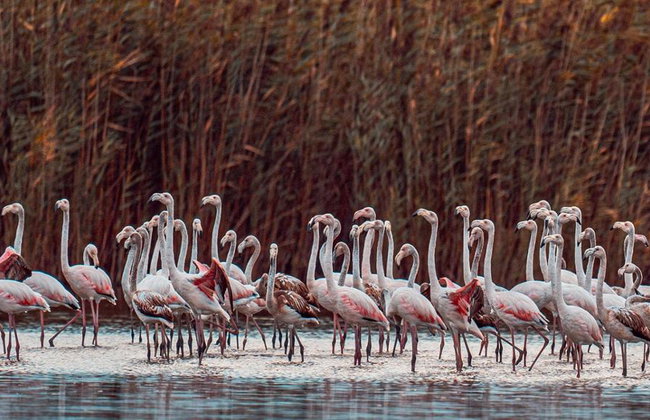 Shirvan National Park: Gazelle Safari and Birdwatching - Full-Day Tour with Optional Village Lunch - Foto 4