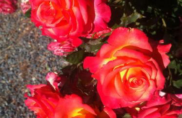 Cuevas Hammam Abuelo Jose - Photo 39