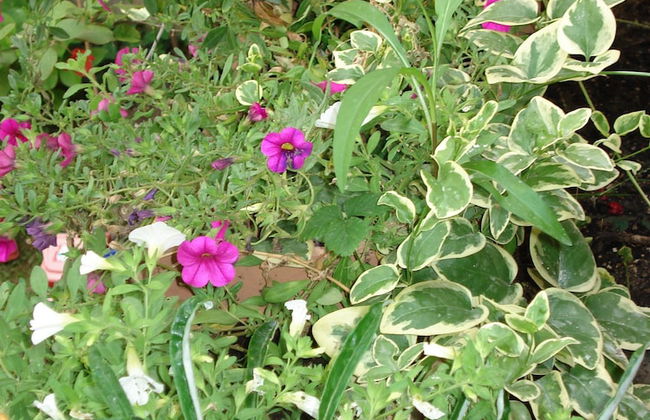 Il Giardino Segreto - Foto 35