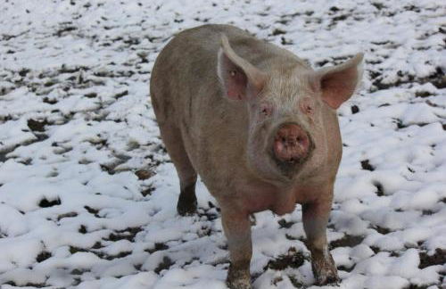 Biohof Liebhart - Photo 13