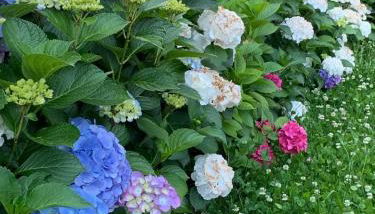 Foresterie MAGNOLIA - Foto 2