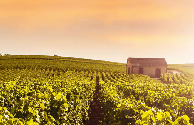 Tour por Reims y la bodega Veuve Clicquot - Foto 1