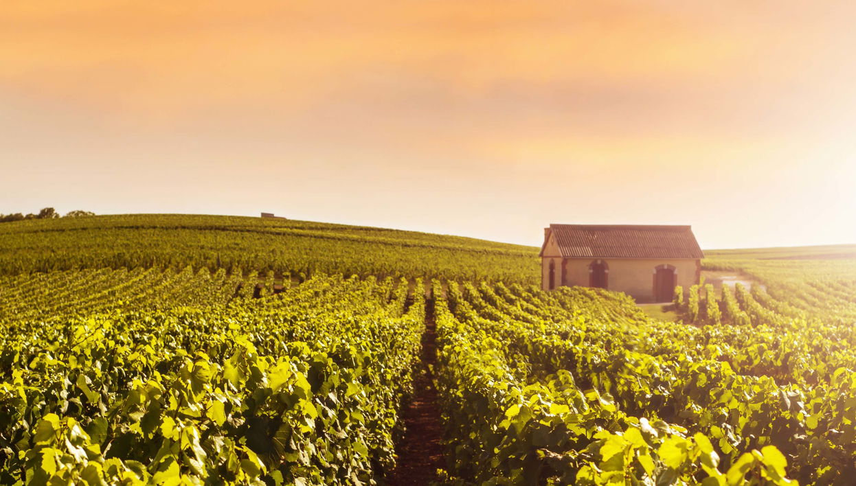 Tour por Reims y la bodega Veuve Clicquot