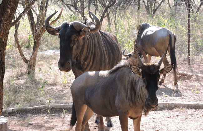 Umvangazi Rest - Enjoy a Relaxing, Rejuvenating and Peaceful Setting in the Bush - Foto 51