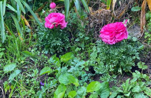 DOLCE VITA IN TUSCANY Cottage - Foto 43