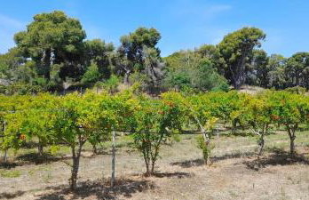 Ktima Rodies in Neochori Zacharo - Foto 32