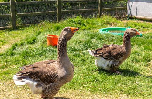 3 Bed in Whitwell oc-h33498 - Foto 23