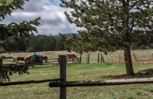 New! Adorable Cabin in Colorado National Forest - Foto 8