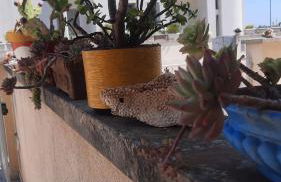 Fata Morgana - Foto 23