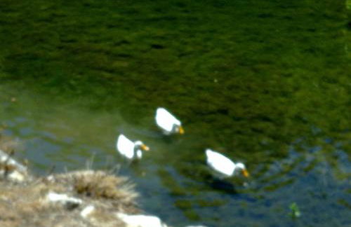 AT Restaurante El Palacil - Foto 100