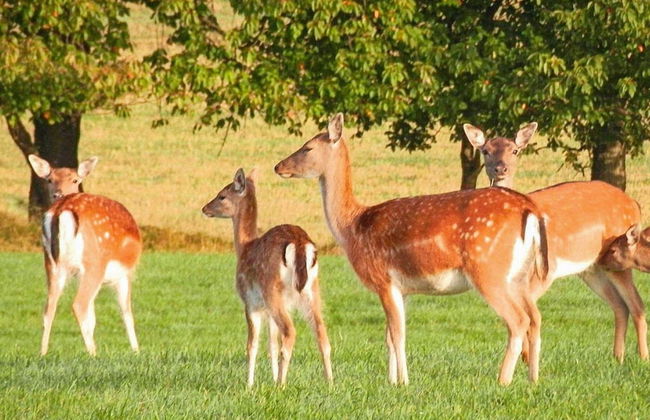 4 Person Holiday Home in Veberod-by Traum - Foto 19