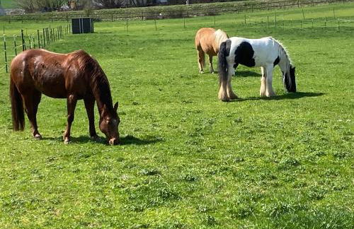 Sonnenhof, Ferienwohnung auf Reitanlage - Foto 50