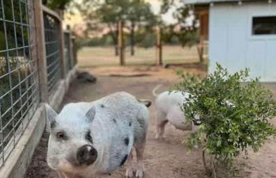 Relaxing Ranch Friendly Animals Modern Stay Cabin 1 - Foto 27