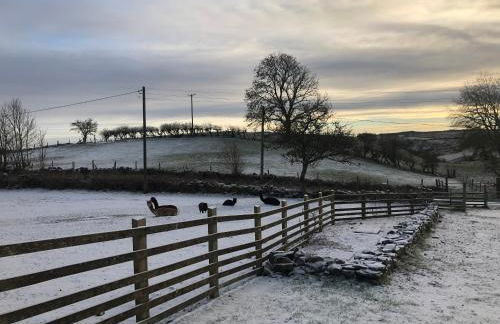 Unique Stay on an Alpaca Therapy Farm with Miniature Donkeys North Wales - Foto 11