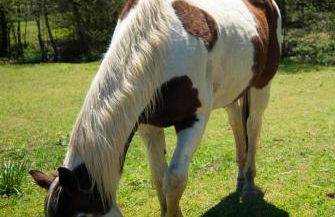 Country Hideaway at Mountain Lakes Resort - Foto 14