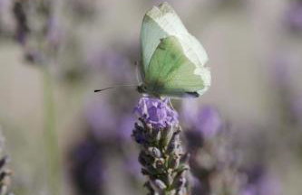 Mon Perin Castrum - Apartman Valentina - Photo 51