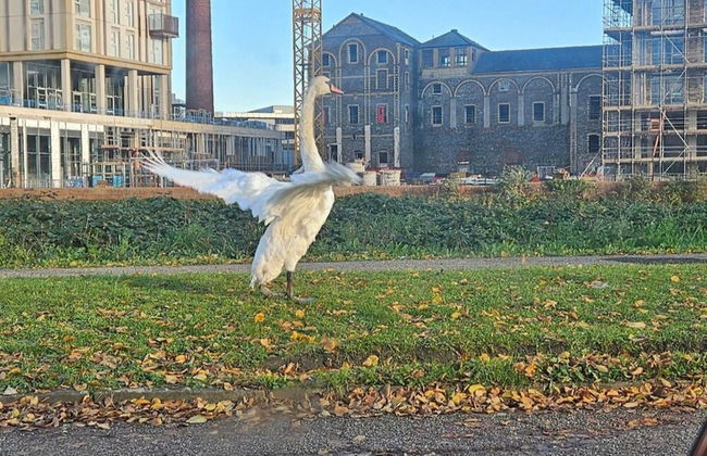 Tropical Hideaway Studio Apartment - Foto 19