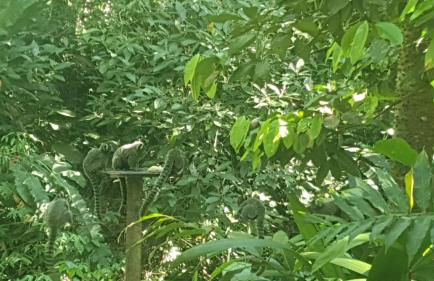 Sítio Com riacho particular em Cachoeira de Macacu - Foto 31