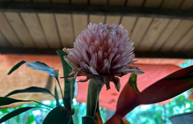 Pousada Pouso das Araras - Foto 58