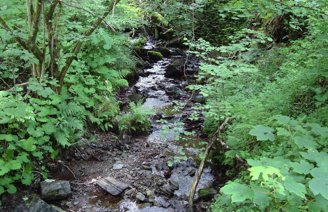 Hillside Cottage Near Winterberg - Foto 15