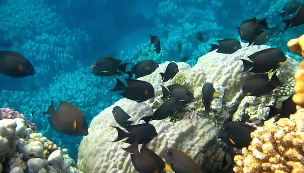 Exotic fish in Marsa Mubarak