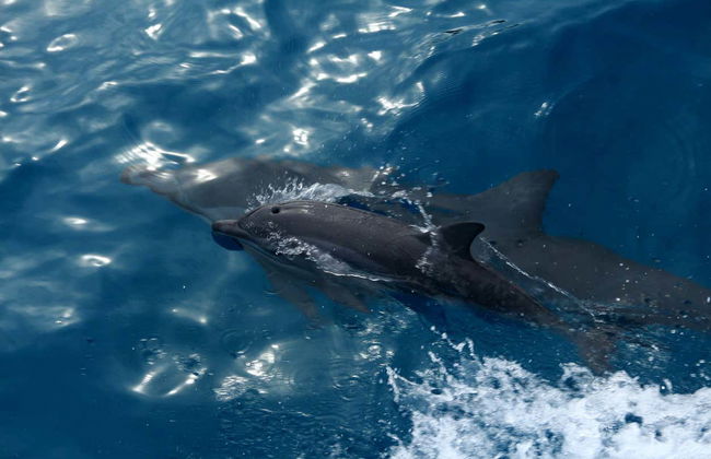 Balade en bateau + Snorkeling à la Plage Sancho - Photo 4
