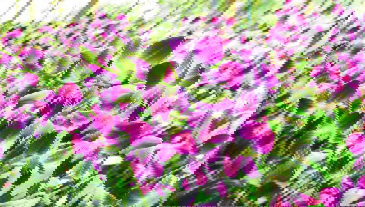 Orchid Farm Excursion