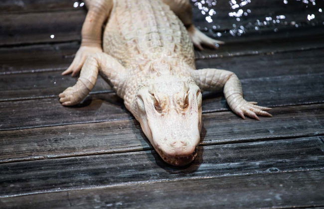 Entrada al Acuario de Georgia - Foto 5