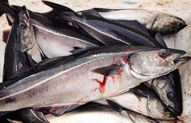 Holiday Home in Masfjordnes - Foto 18