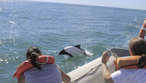 Dolphin Watching in Puerto Rawson - Foto 2