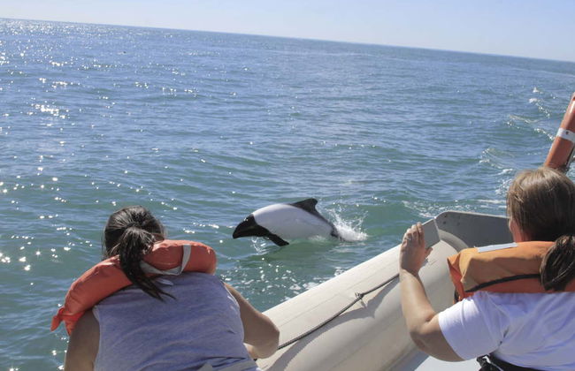 Avistamiento de delfines en Puerto Rawson - Foto 1