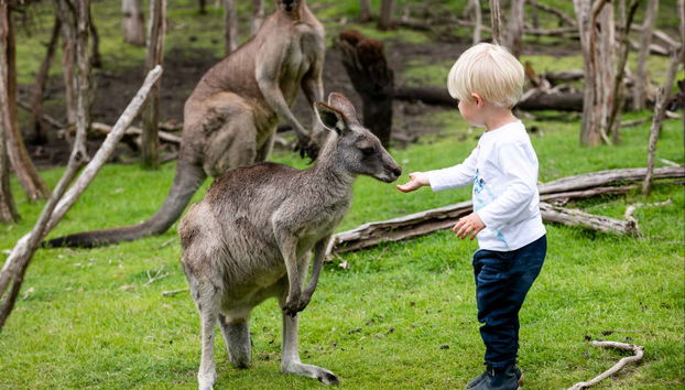 Say hello to kangaroos