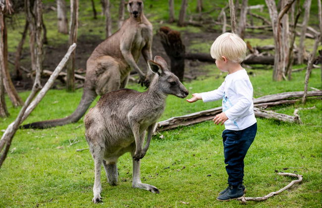 Complete Phillip Island Day Trip - Photo 1