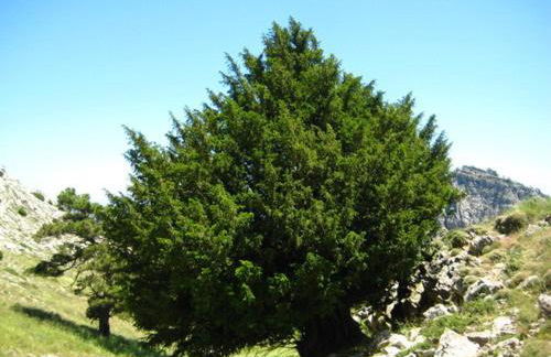 La Remulla - Foto 10