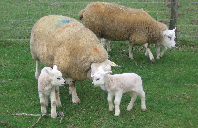 Parc-yr-Hebog - Photo 26