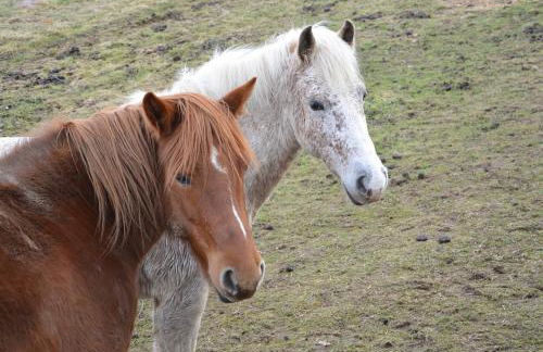 Antica Dimora Julia - Foto 45