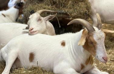 Catskills Aframe, Water View, Goat Sanctuary - Foto 45